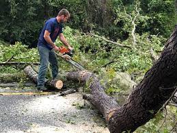 Best Tree Trimming and Pruning  in Kidron, OH