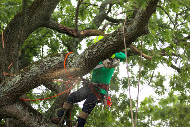 Best Tree Maintenance Programs  in Kidron, OH