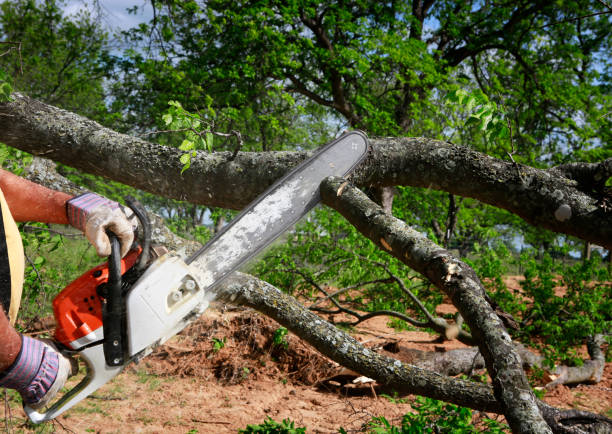 Best Tree Risk Assessment  in Kidron, OH