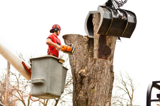 Best Tree Disease Treatment  in Kidron, OH